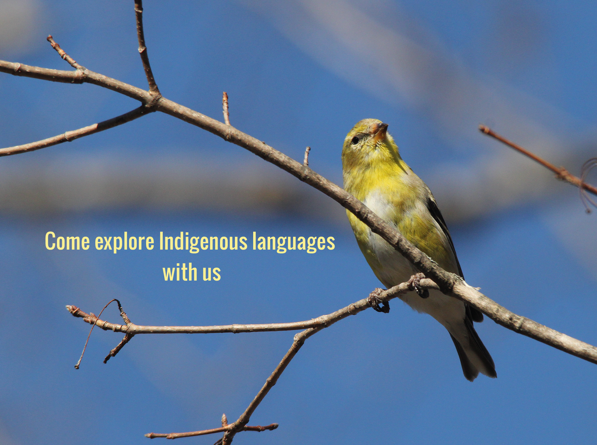 Come explore Indigenous languages with us
